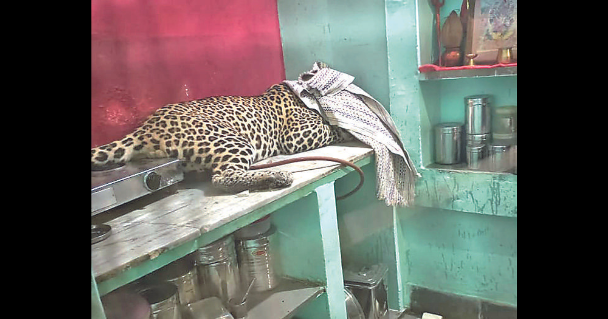 Leopard enters residential area in Kota, injures four